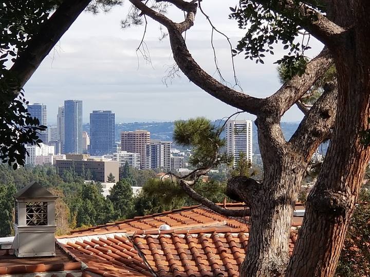 The Century City skyline seen through a tree from a Bel Air hillside