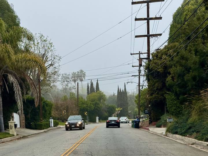 A palm-lined canyon road in Beverly Crest above Beverly Hills