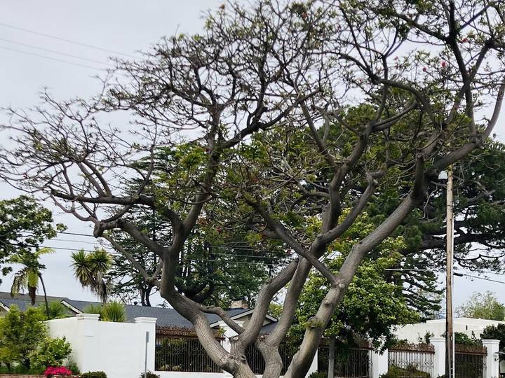 A large old tree in front of a white home in North of Montana