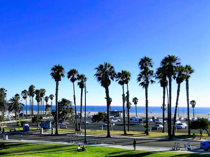 Palm trees and the beach seen from the lawn at Ocean View Park